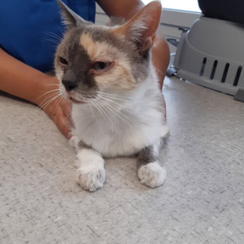 Un cas d'adénite sébacée chez un chat