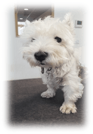 Formation continue en Dermatologie Vétérinaire depuis 25 ans ! Formation continue en Dermatologie Vétérinaire depuis 25 ans !