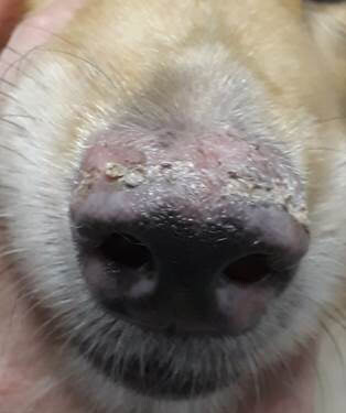 Un cas de pemphigus érythémateux sur un chien.