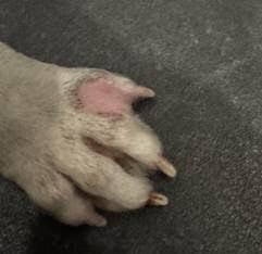 Prise en charge de kystes folliculaires interdigités bilatéraux par vaporisation au LASER diode chez un chien