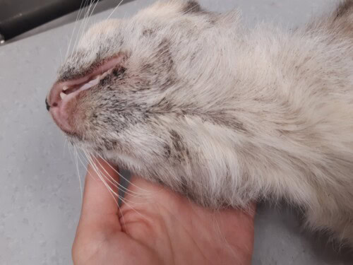 Un cas d'adénite sébacée chez un chat