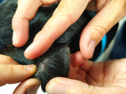 Un cas de straelensiose canine