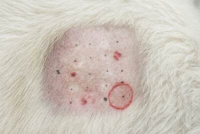 Gestion nutritionnelle d'un cas d'hypersensibilité alimentaire Gestion nutritionnelle d'un cas d'hypersensibilité alimentaire