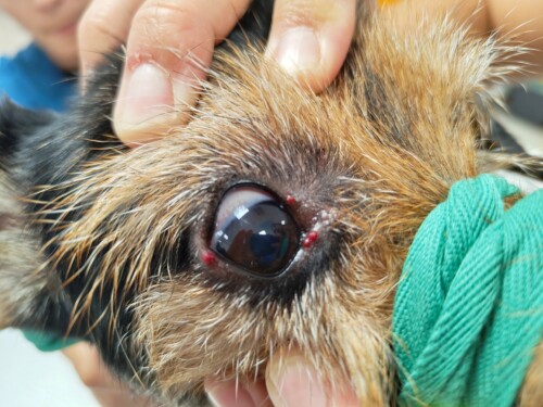 Dermatoses parasitaires