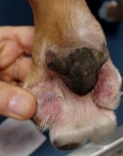 Prise en charge de kystes folliculaires interdigités bilatéraux par vaporisation au LASER diode chez un chien