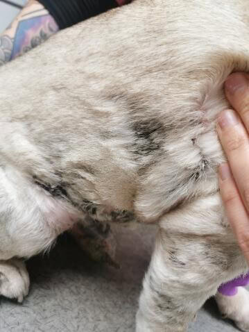 Un cas de mycosis fungoides traité par la lomustine avec possible fibrose pulmonaire