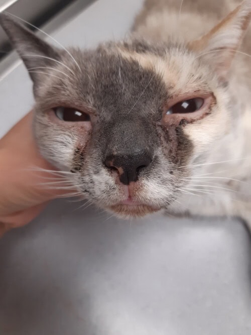 Un cas d'adénite sébacée chez un chat
