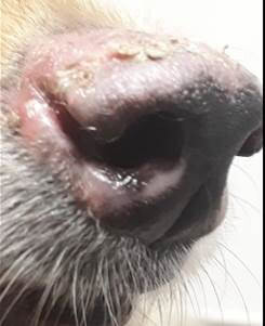 Un cas de pemphigus érythémateux sur un chien.