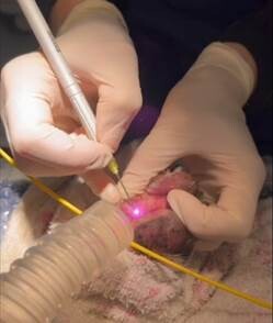 Prise en charge de kystes folliculaires interdigités bilatéraux par vaporisation au LASER diode chez un chien