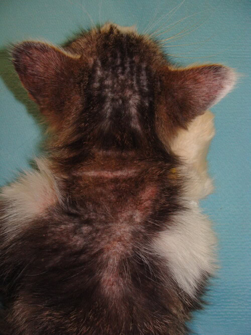 Prurit chez un chat : quand ce n’est pas les puces …