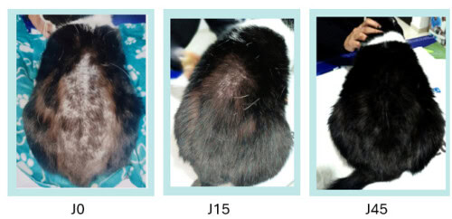 Efficacité de soins topiques à base d’actifs d’origine naturelle dans le cas d’un Syndrome Cutané Atopique Félin (SCAF)