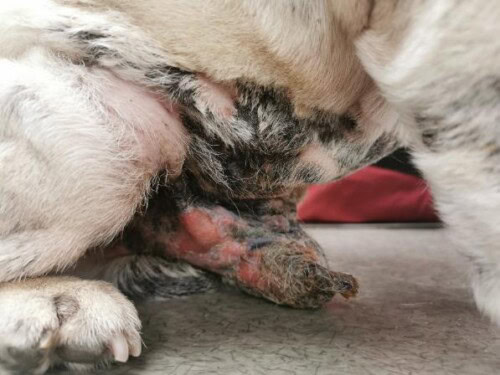 Un cas de mycosis fungoides traité par la lomustine avec possible fibrose pulmonaire