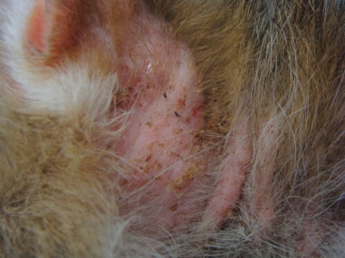 Prurit chez un chat : quand ce n’est pas les puces …