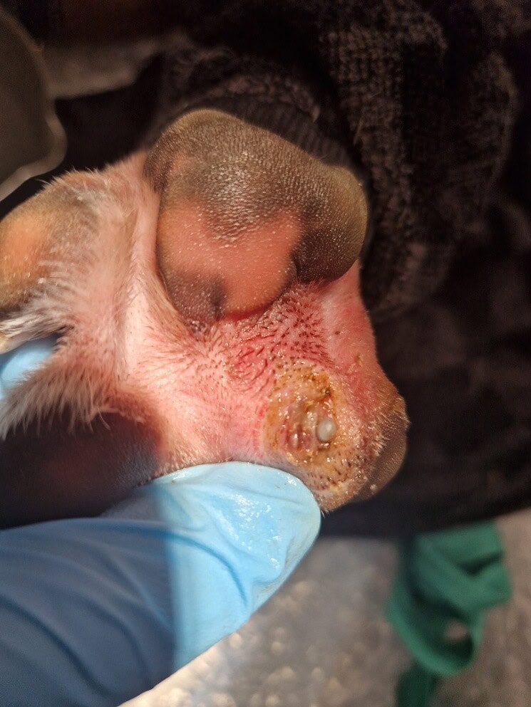 Formation continue en Dermatologie Vétérinaire depuis 25 ans !