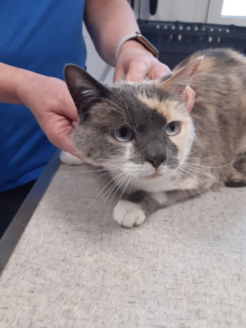 Un cas d'adénite sébacée chez un chat