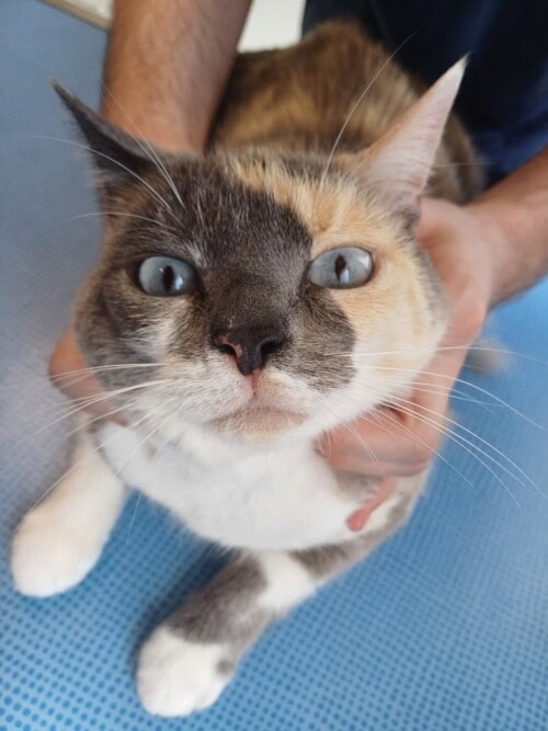 Un cas d'adénite sébacée chez un chat
