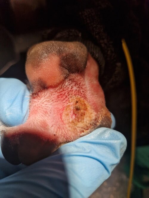 Prise en charge de kystes folliculaires interdigités bilatéraux par vaporisation au LASER diode chez un chien