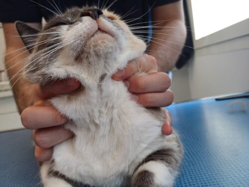 Un cas d'adénite sébacée chez un chat