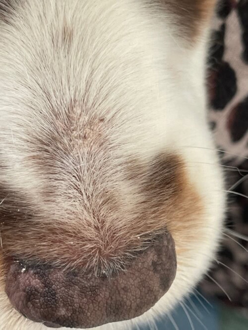 Un Cas de Dermatite Psoriasiforme Lichénoïde Un Cas de Dermatite Psoriasiforme Lichénoïde