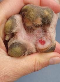 Prise en charge de kystes folliculaires interdigités bilatéraux par vaporisation au LASER diode chez un chien