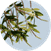 BIOBALM