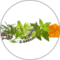 Dermoscent Massage oil