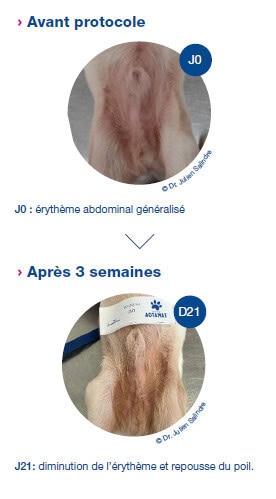 Cas clinique Ceva autour de l’utilisation des soins topiques Cas clinique Ceva autour de l’utilisation des soins topiques