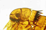 Diagnose parasitaire Diagnose parasitaire
