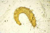 Diagnose parasitaire Diagnose parasitaire