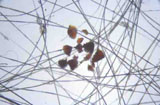 Diagnose parasitaire Diagnose parasitaire
