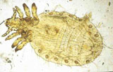 Diagnose parasitaire Diagnose parasitaire