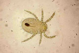 Diagnose parasitaire Diagnose parasitaire