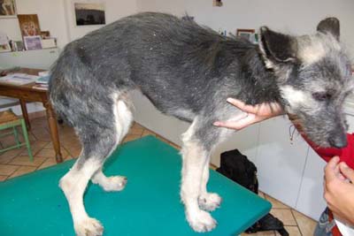 Un cas de séborrhée généralisée consécutif à une allergie alimentaire chez un chien croisé Un cas de séborrhée généralisée consécutif à une allergie alimentaire chez un chien croisé
