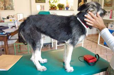 Un cas de séborrhée généralisée consécutif à une allergie alimentaire chez un chien croisé Un cas de séborrhée généralisée consécutif à une allergie alimentaire chez un chien croisé