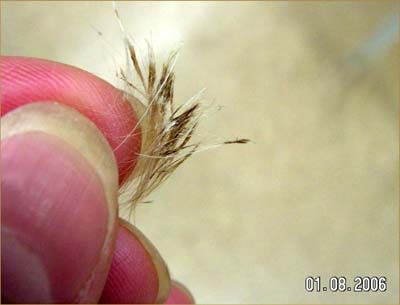 Un cas d’adénite sébacée chez un caniche Un cas d’adénite sébacée chez un caniche