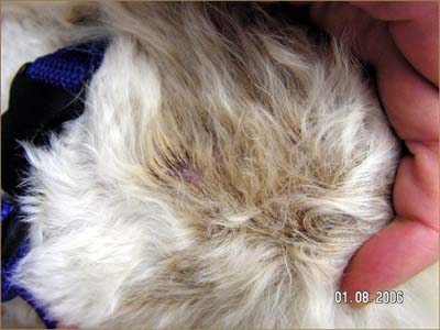 Un cas d’adénite sébacée chez un caniche Un cas d’adénite sébacée chez un caniche