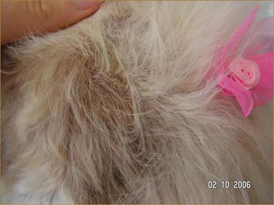 Un cas d’adénite sébacée chez un caniche Un cas d’adénite sébacée chez un caniche