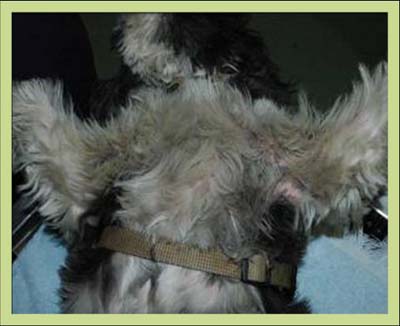 Un cas de séborrhée généralisée chez un Shih Tzu Un cas de séborrhée généralisée chez un Shih Tzu