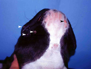 leishmaniose-nodulaire-chez-jeune-boxer1