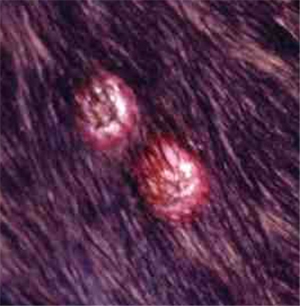 leishmaniose-nodulaire-chez-jeune-boxer4