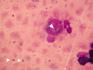 leishmaniose-nodulaire-chez-jeune-boxer5