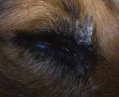 lupus-vesiculeux-chez-berger-de-shetland2