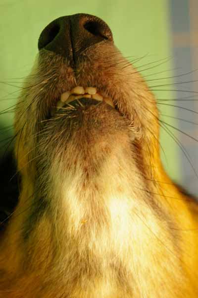 lupus-vesiculeux-chez-berger-de-shetland3