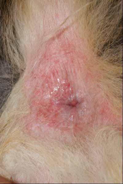 lupus-vesiculeux-chez-berger-de-shetland9
