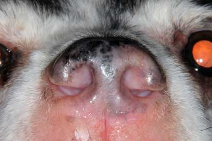 Actualités dans le traitement du mycosis fongoïde canin mycosis-fongoide-canin1