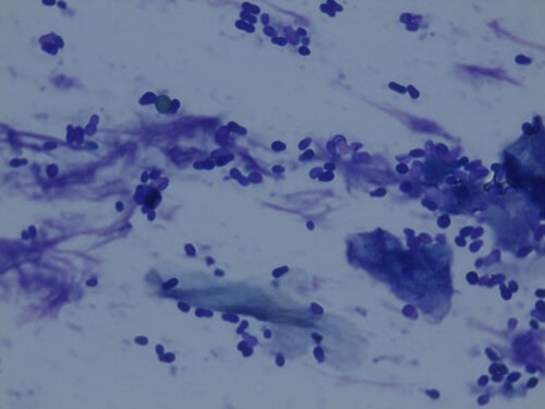 Formation continue en Dermatologie Vétérinaire depuis 25 ans !