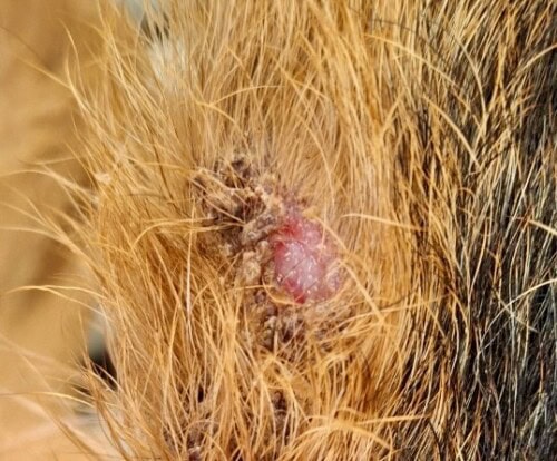 Discussion à propos d’un cas de dermatite lichénoïde psoriasiforme atypique chez une chienne Fox-Terrier.