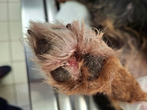 Discussion à propos d’un cas de dermatite lichénoïde psoriasiforme atypique chez une chienne Fox-Terrier.