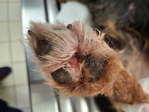 Formation continue en Dermatologie Vétérinaire depuis 25 ans ! Une patte de chien blessée avec une plaie visible et du poil enlevé sur la zone endommagée.