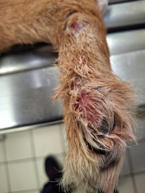 Discussion à propos d’un cas de dermatite lichénoïde psoriasiforme atypique chez une chienne Fox-Terrier.